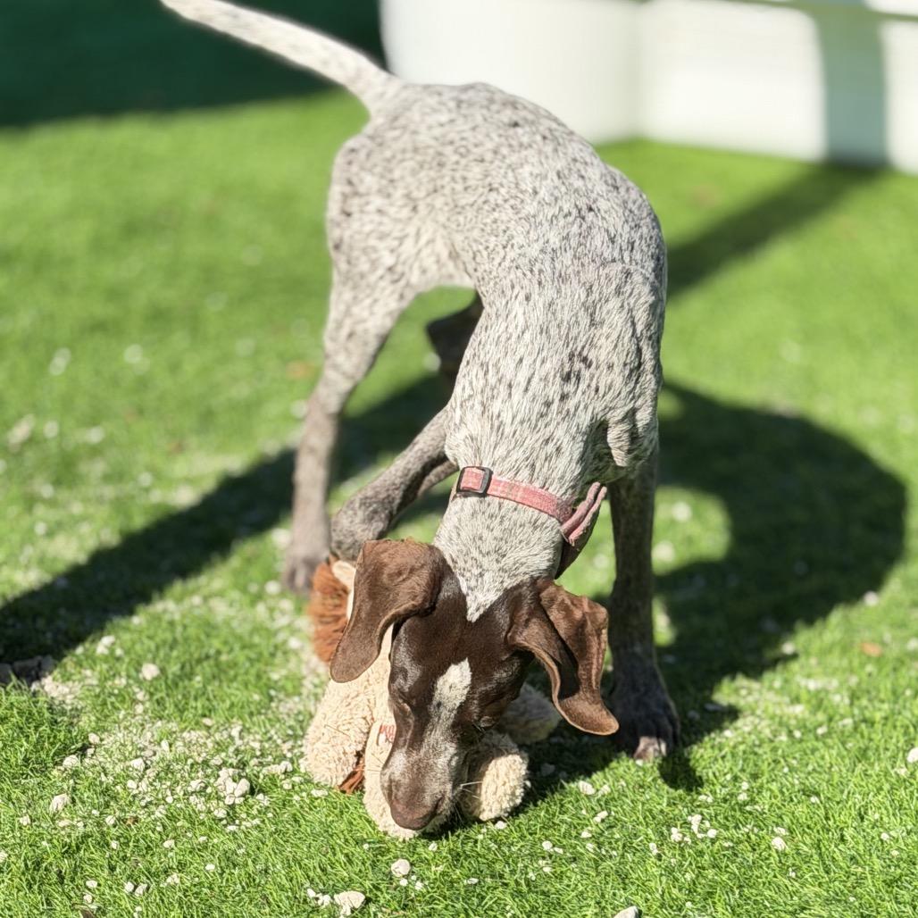 Enlarge Scarlett, a Adoptable German Shorthaired Pointer in Sarasota, FL image 5/6