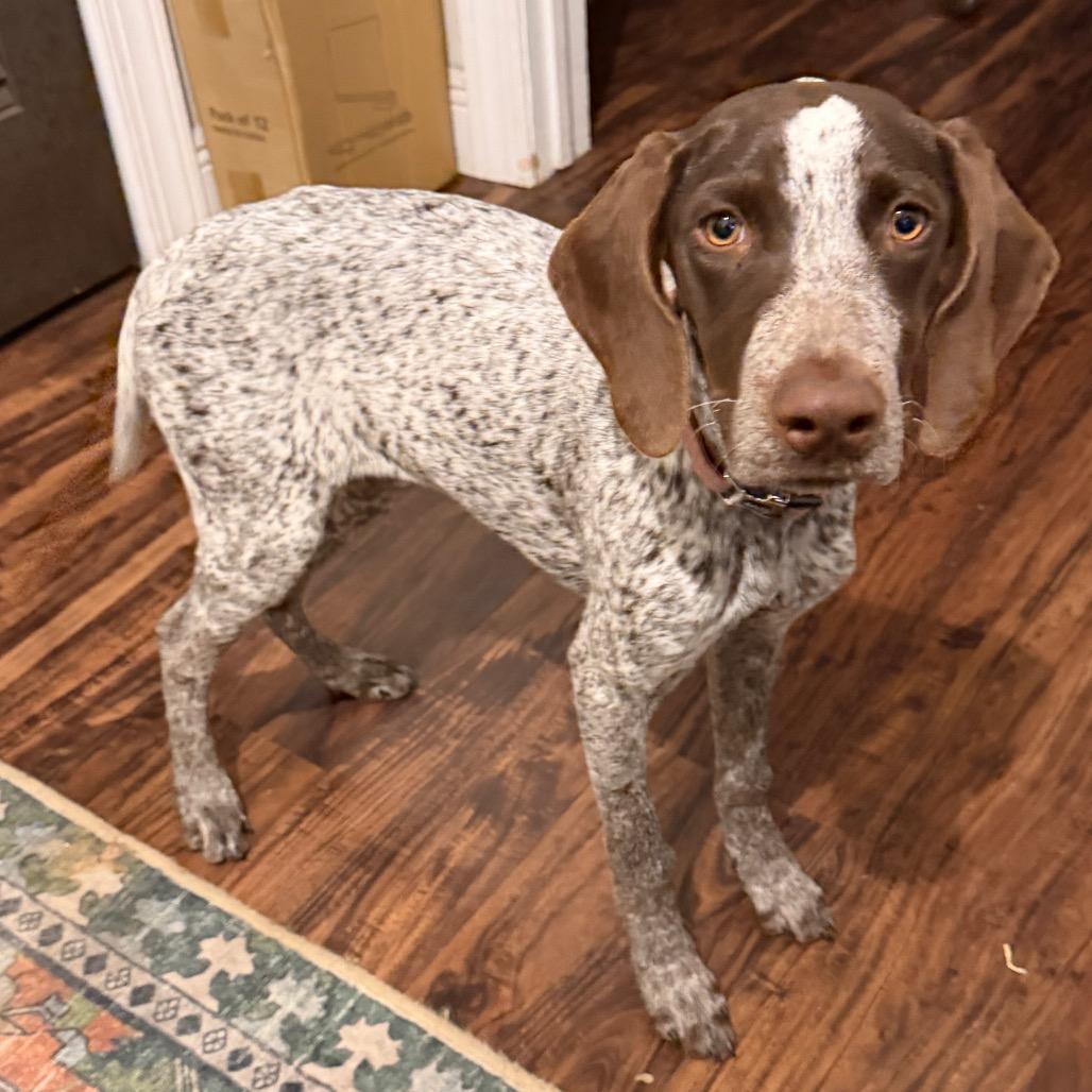 Enlarge Scarlett, a Adoptable German Shorthaired Pointer in Sarasota, FL image 6/6