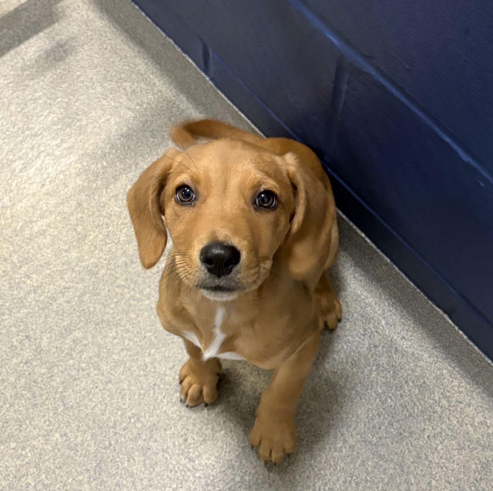 Enlarge Candy cane 10 weeks, a Adoptable Mixed Breed in Sterling, MA image 1/1