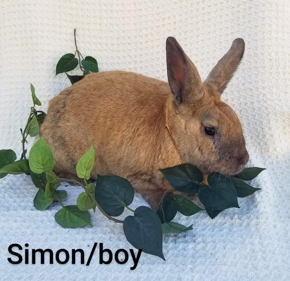 Simon