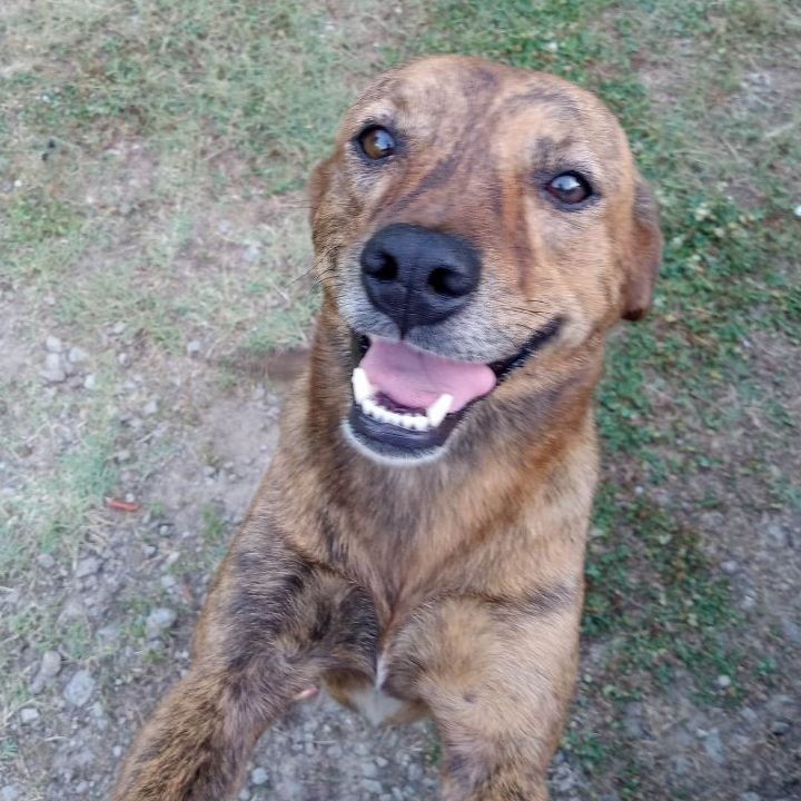 Aubie, Adopted, Adult Female Australian Cattle Dog / Blue Heeler & Mixed Breed.