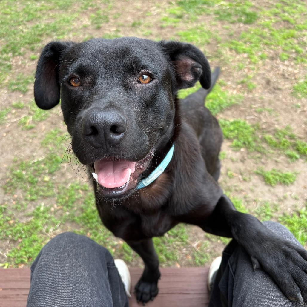 Enlarge Sarge, a Adoptable mixed breed in Cumberland, RI image 3/6