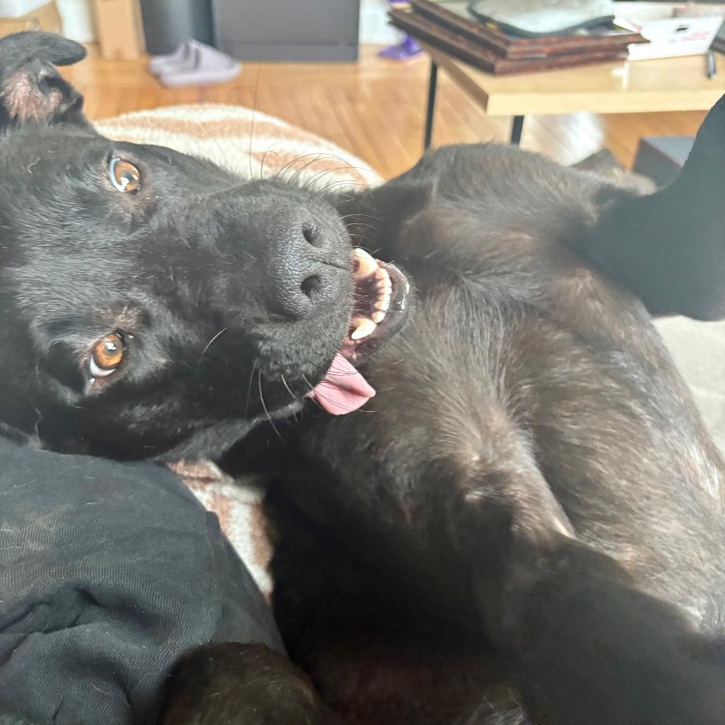 Enlarge Sarge, a Adoptable mixed breed in Cumberland, RI image 4/6