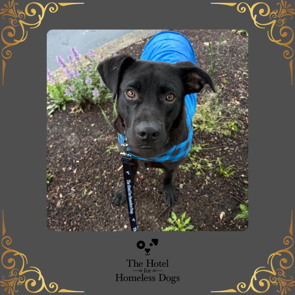 Sarge, Adoptable, Adult Male Labrador Retriever & Terrier.