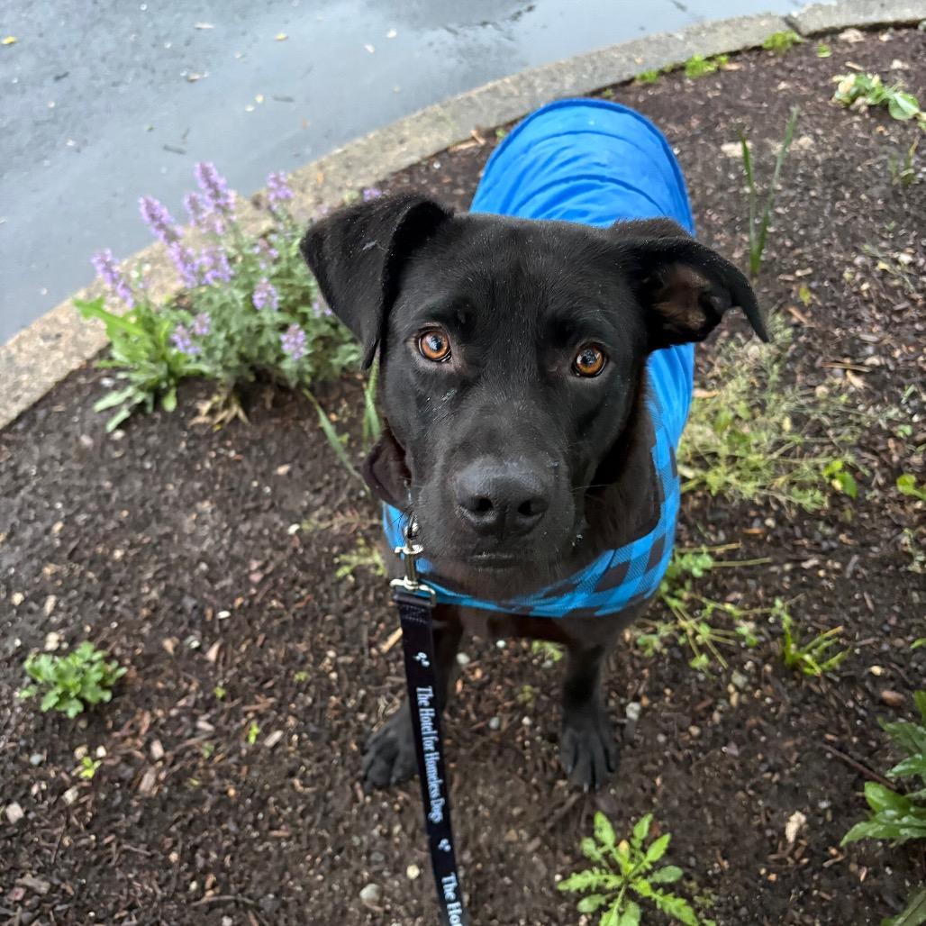 Enlarge Sarge, a Adoptable mixed breed in Cumberland, RI image 2/6