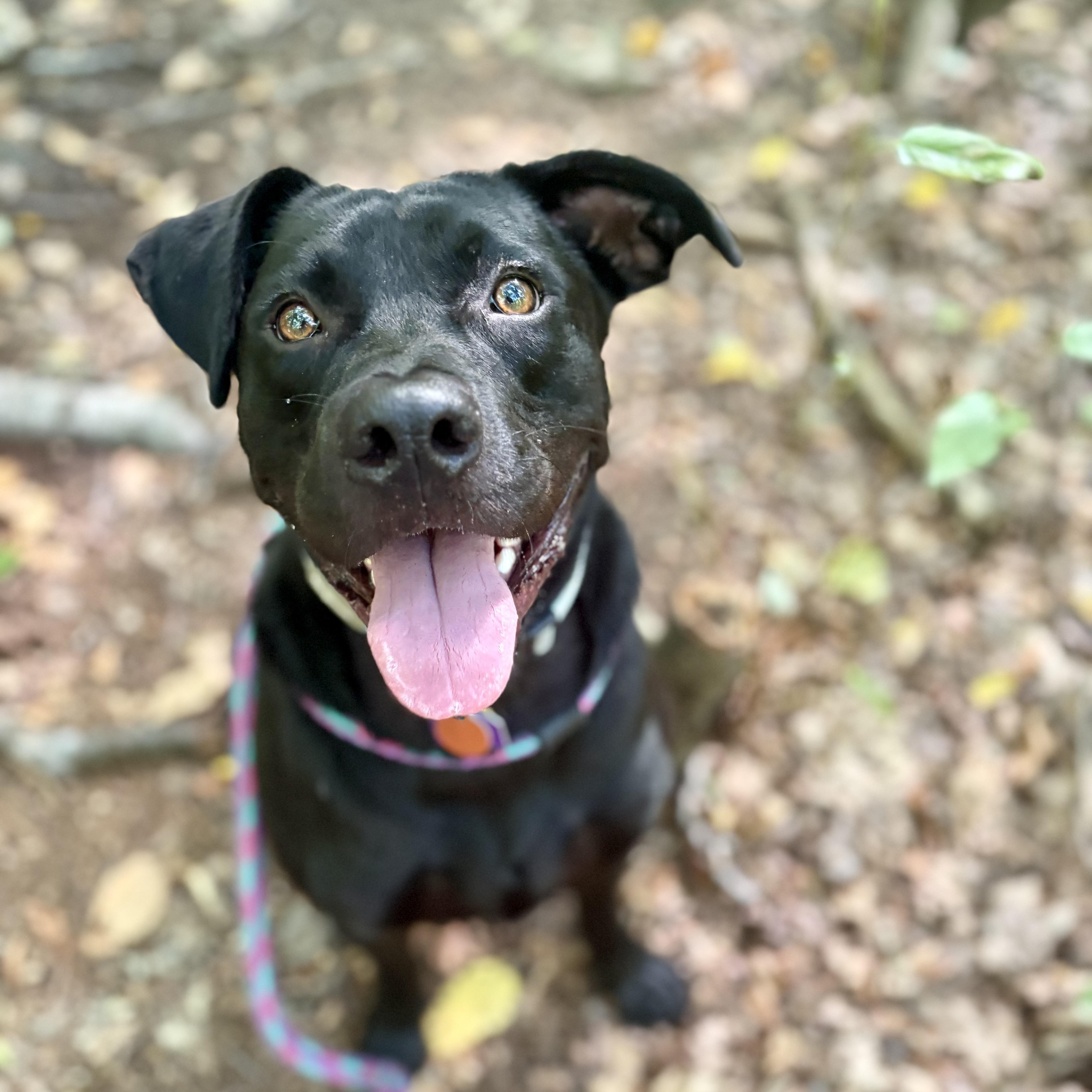 Enlarge Sarge, a Adoptable mixed breed in Cumberland, RI image 6/6