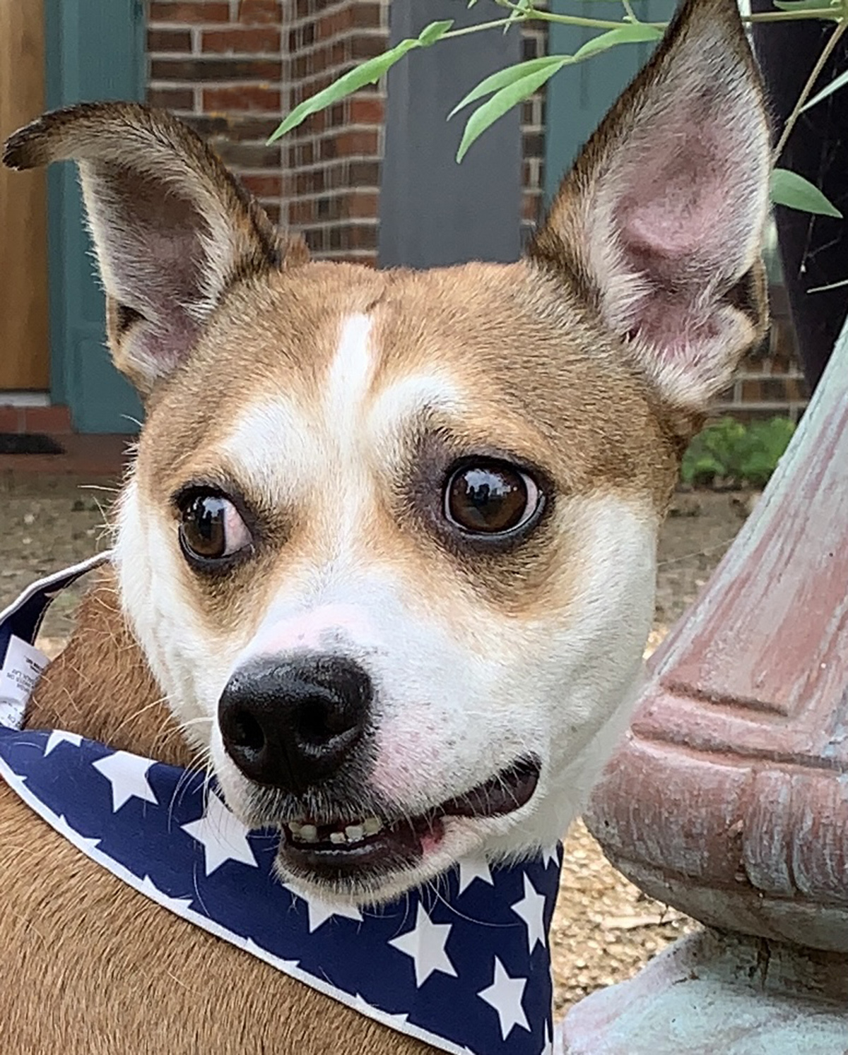 Dog for adoption Sweet Milo Luv Bug!, a Chihuahua & Fox Terrier Mix