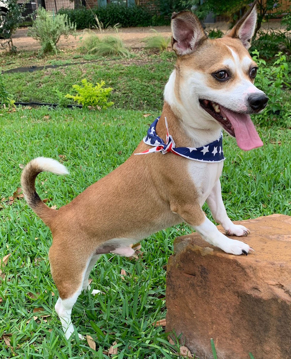 Dog for adoption Sweet Milo Luv Bug!, a Chihuahua & Fox Terrier Mix