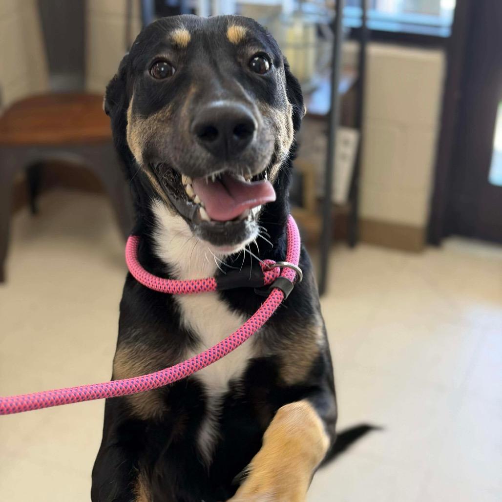 TurtleMan, Adoptable, Adult Male German Shepherd Dog & Mixed Breed.