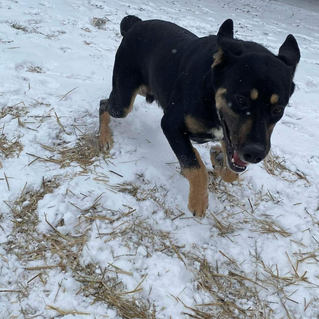 TurtleMan, Adoptable, Adult Male German Shepherd Dog & Mixed Breed.