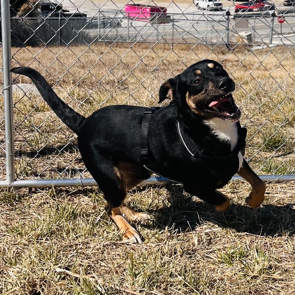 Enlarge TurtleMan, a Adoptable mixed breed in Caryville, TN image 2/6