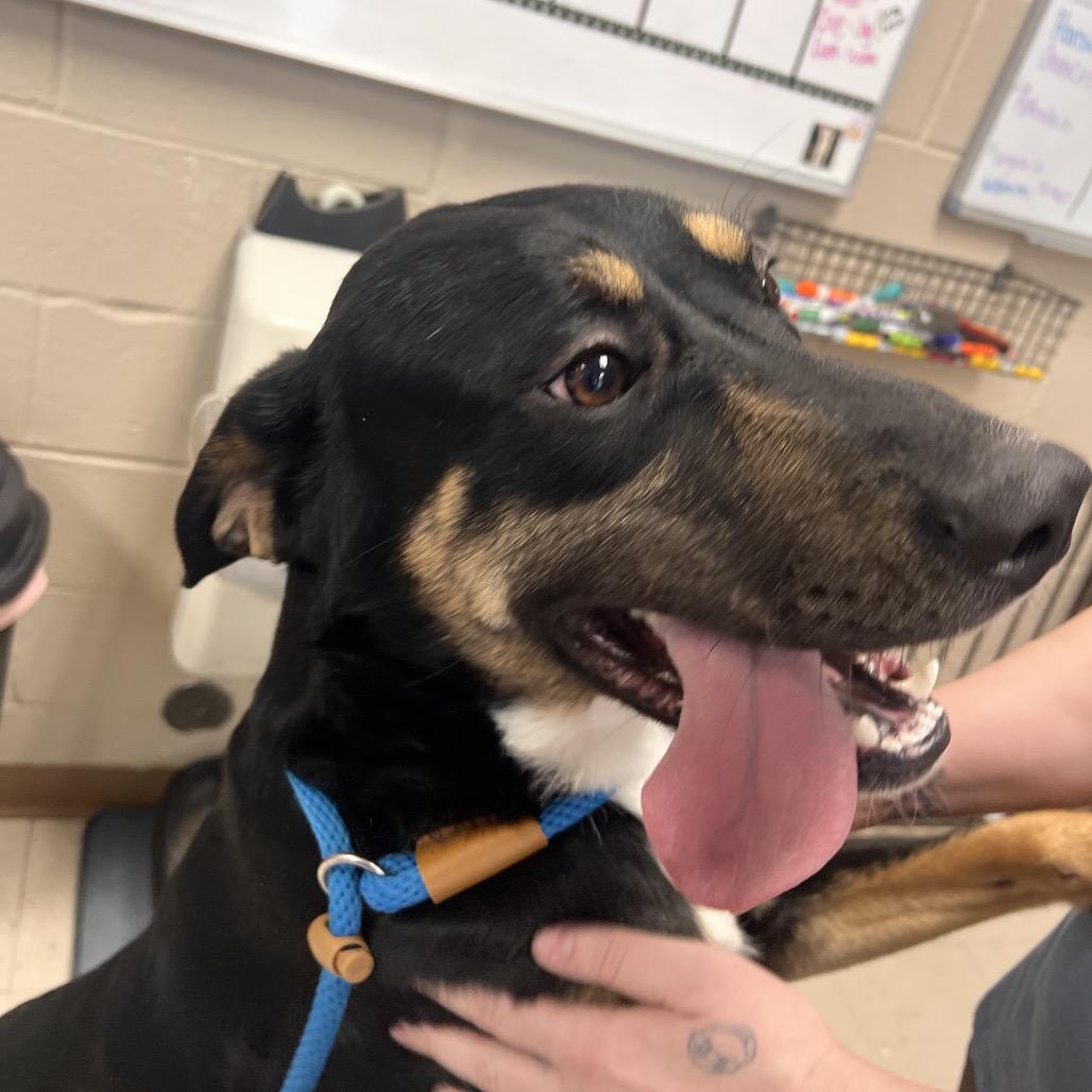 Enlarge TurtleMan, a Adoptable mixed breed in Caryville, TN image 3/6