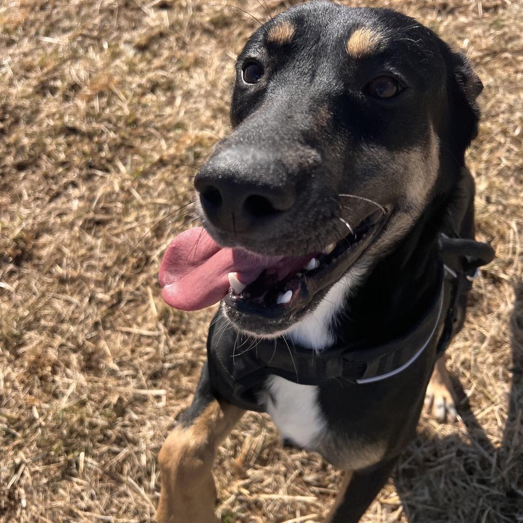 Enlarge TurtleMan, a Adoptable mixed breed in Caryville, TN image 3/6