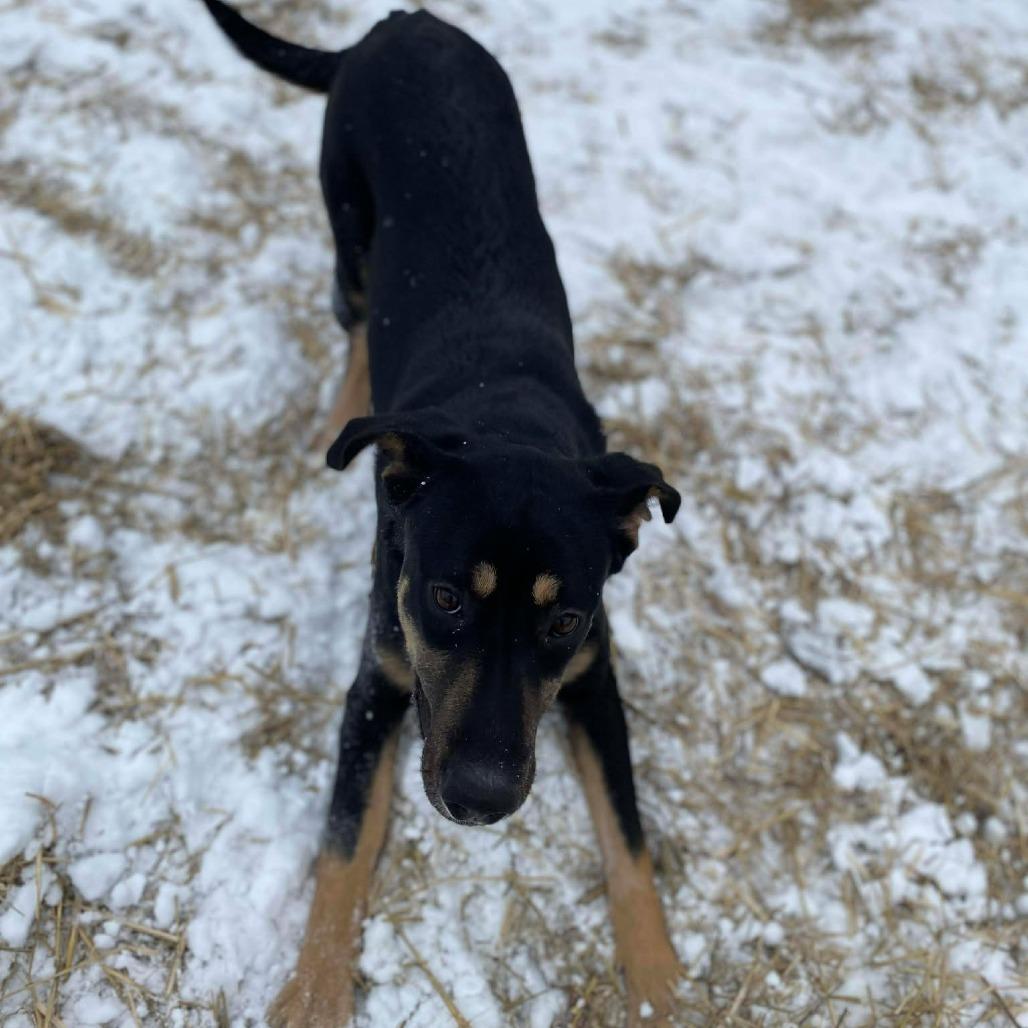 Enlarge TurtleMan, a Adoptable mixed breed in Caryville, TN image 4/6