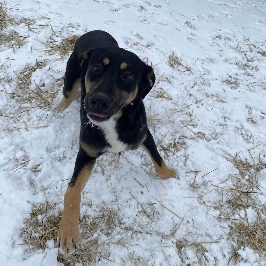 Enlarge TurtleMan, a Adoptable mixed breed in Caryville, TN image 5/6