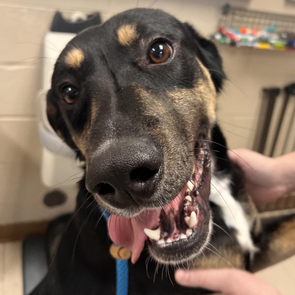 Enlarge TurtleMan, a Adoptable mixed breed in Caryville, TN image 6/6
