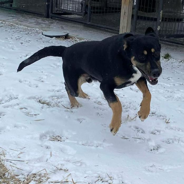 Enlarge TurtleMan, a Adoptable mixed breed in Caryville, TN image 6/6
