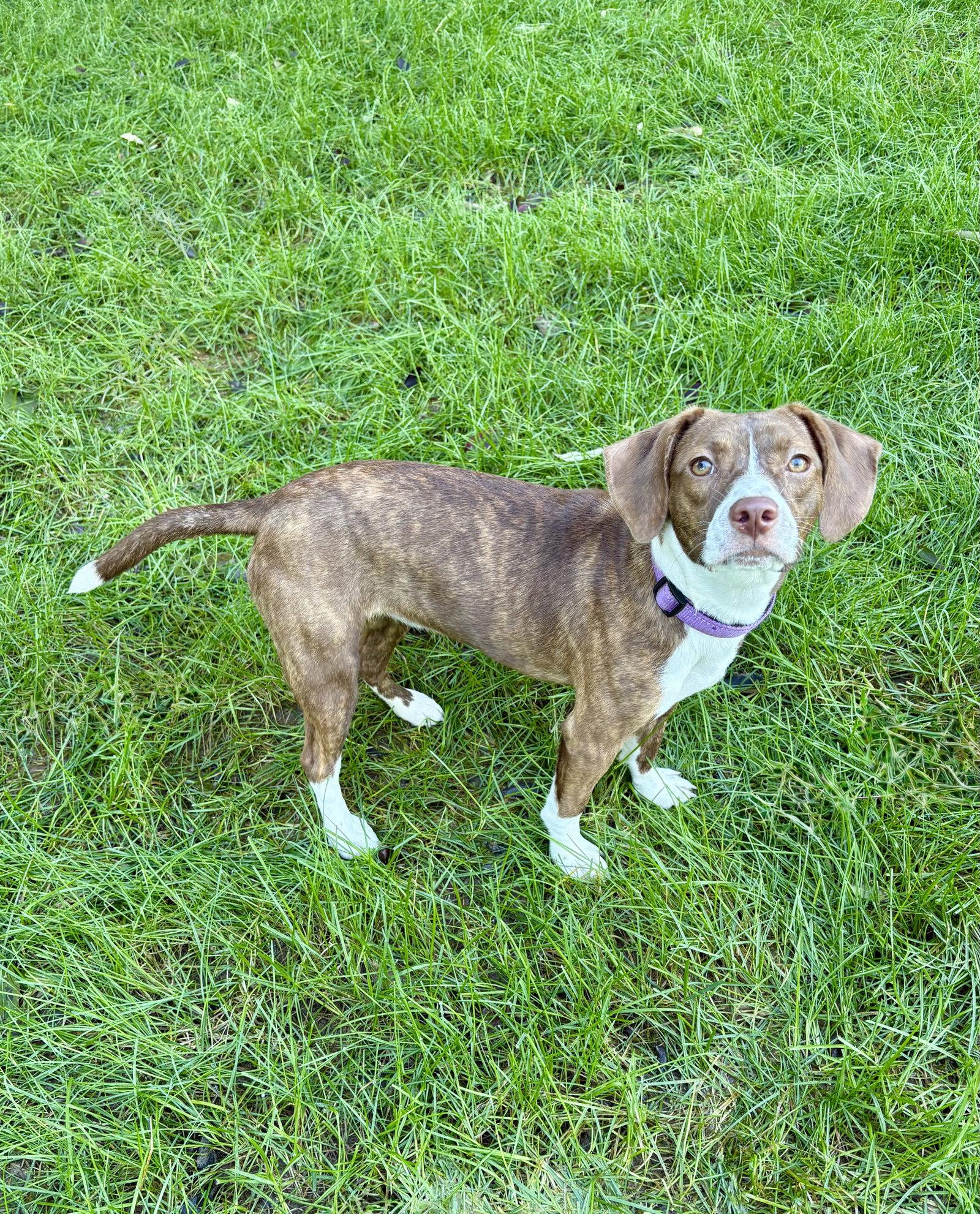 Tilly, Adoptable, Puppy Female Beagle & Boston Terrier.