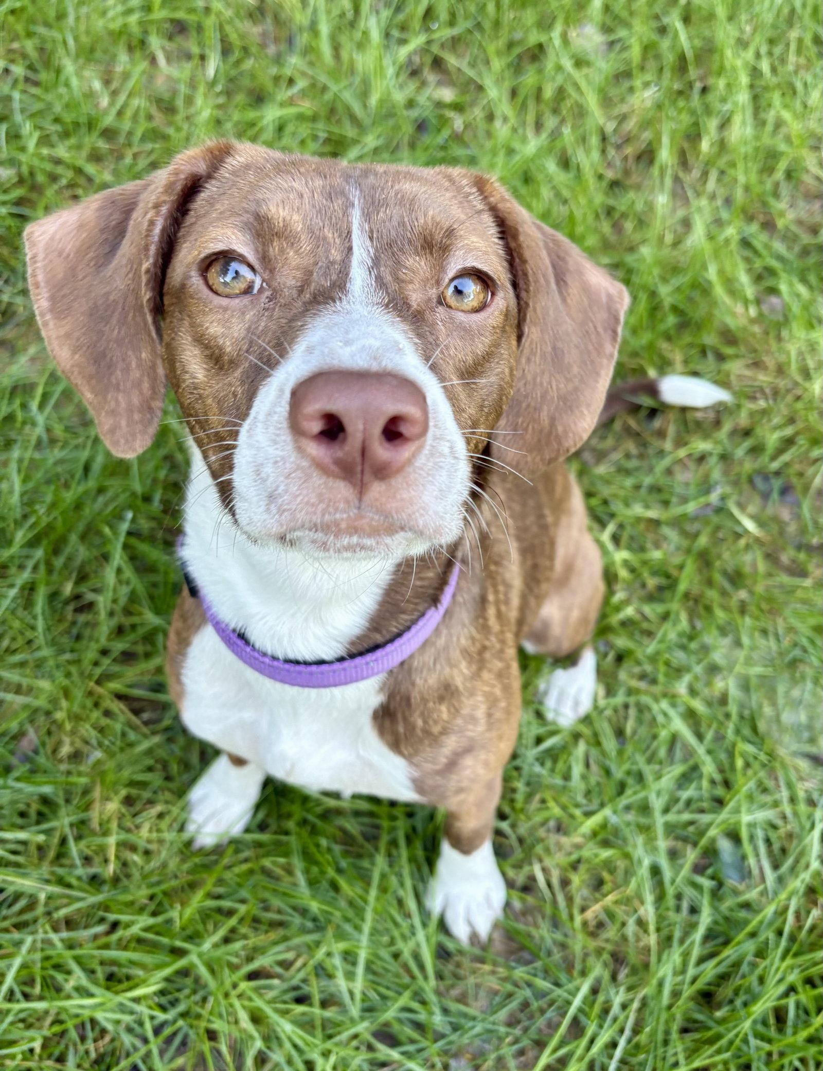 Enlarge Tilly, a Adoptable mixed breed in Omaha, NE image 2/3