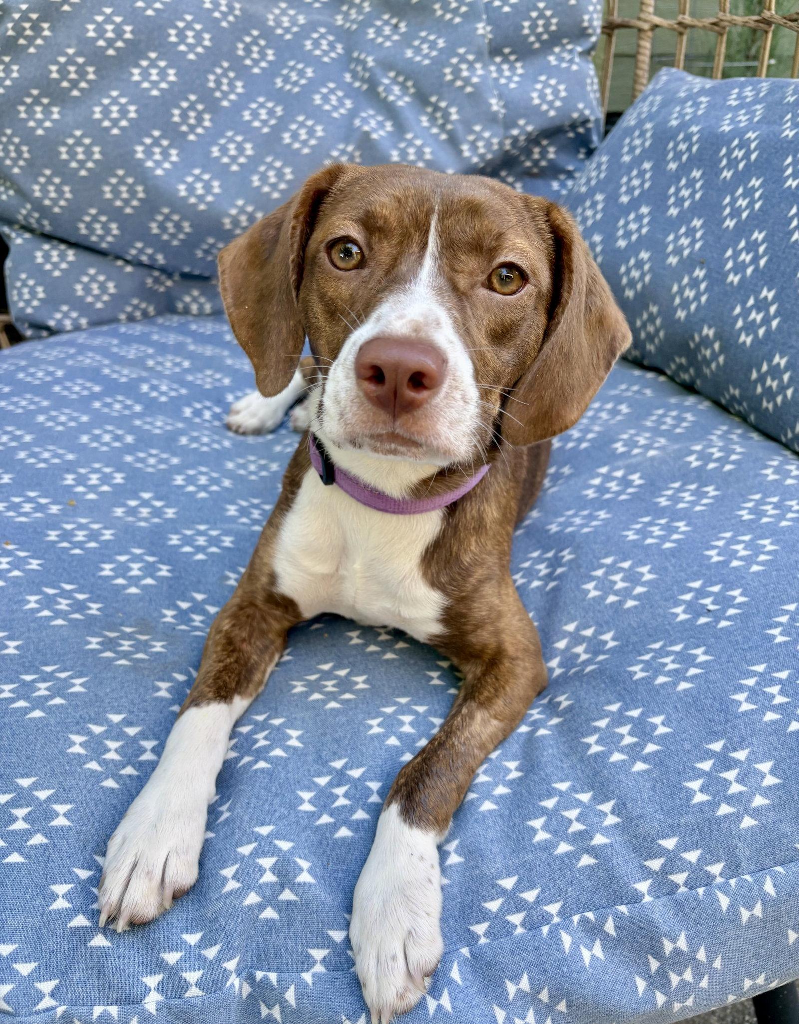 Enlarge Tilly, a Adoptable mixed breed in Omaha, NE image 3/3