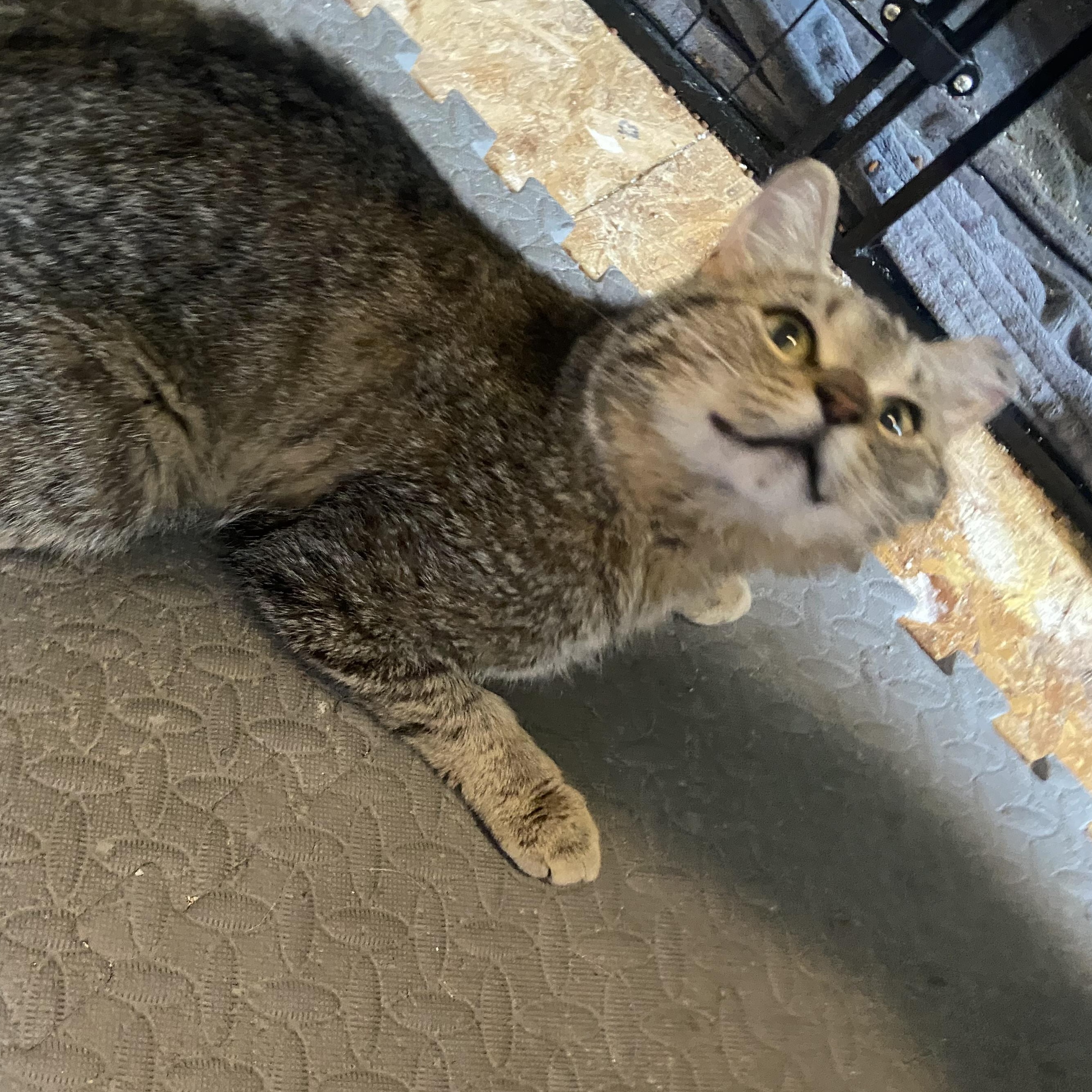 Mia, Adult Female Domestic Short Hair