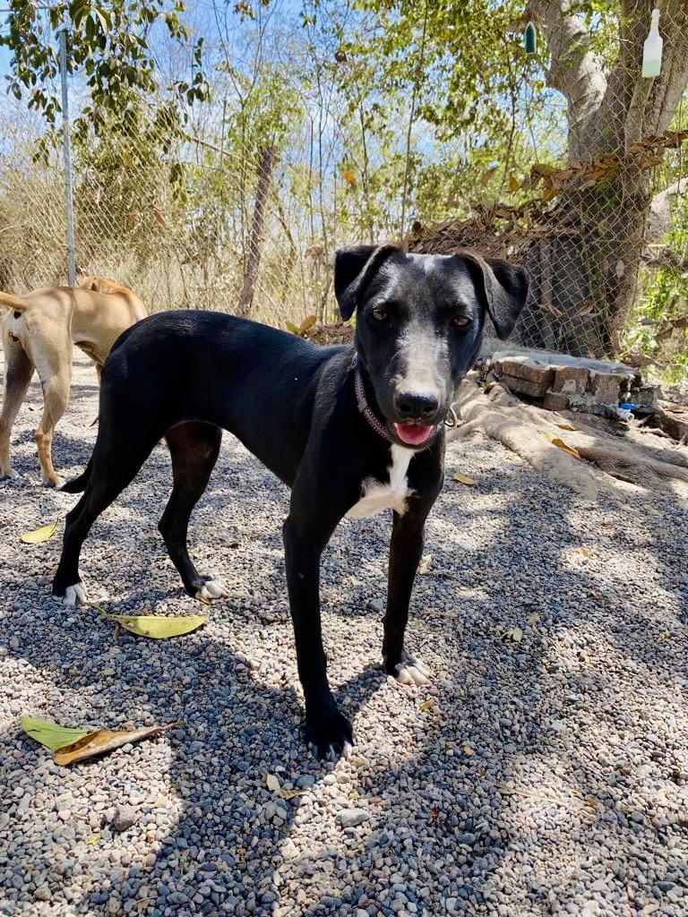 Enlarge Ronin and Yuri, a Adoptable mixed breed in Los Angeles, CA image 5/6