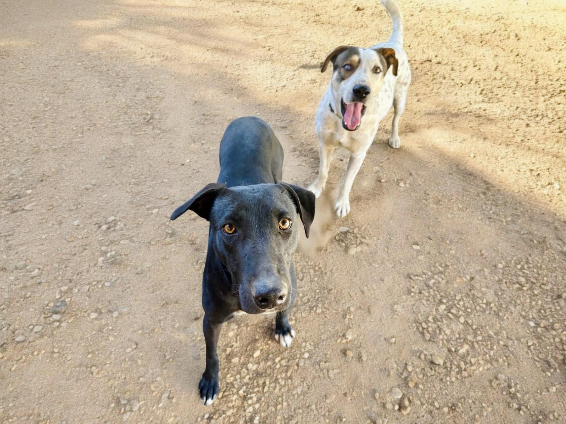 Ronin and Yuri, Adoptable, Adult Male Labrador Retriever & Pointer.