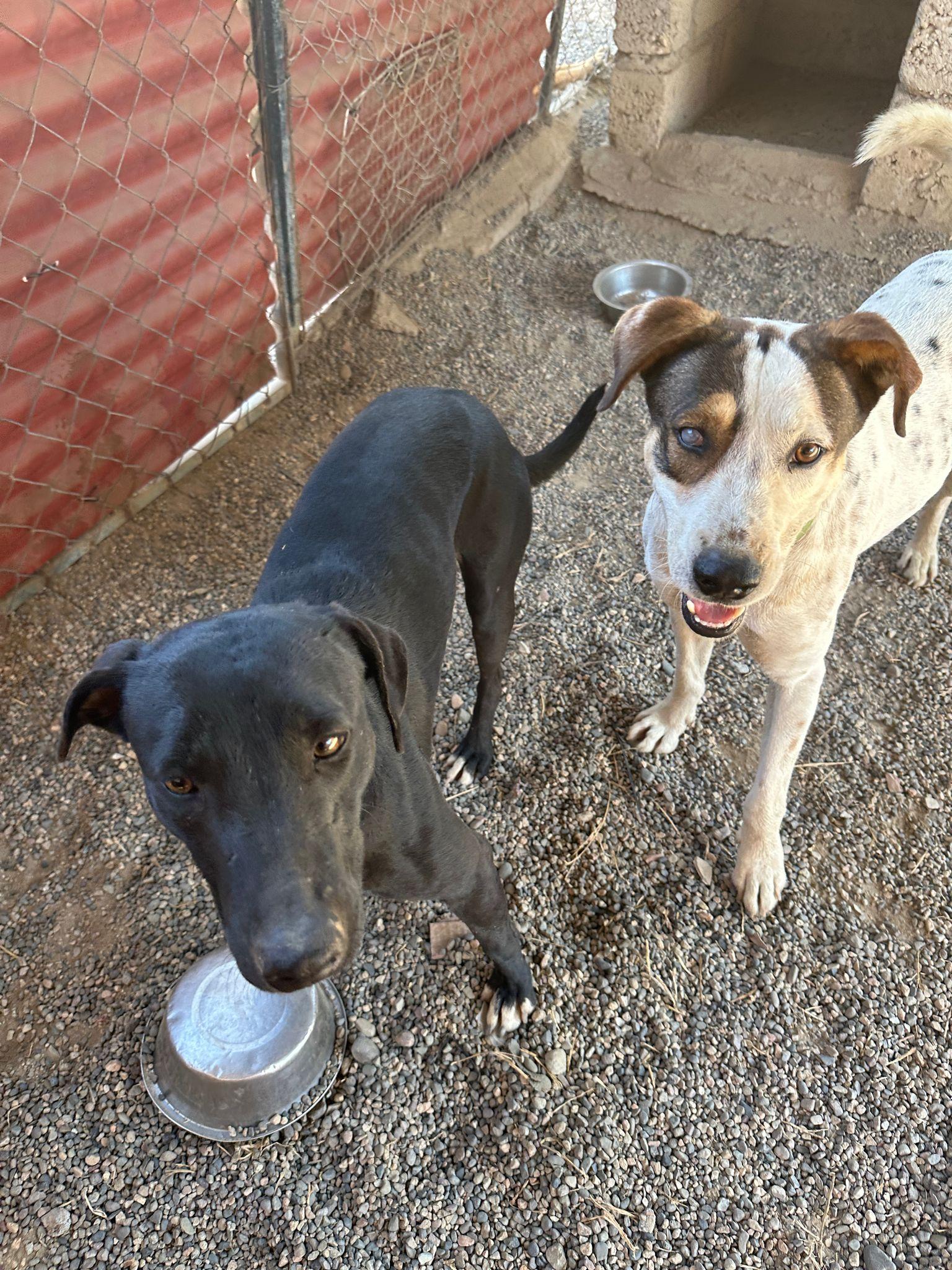 Enlarge Ronin and Yuri, a Adoptable mixed breed in Los Angeles, CA image 3/6