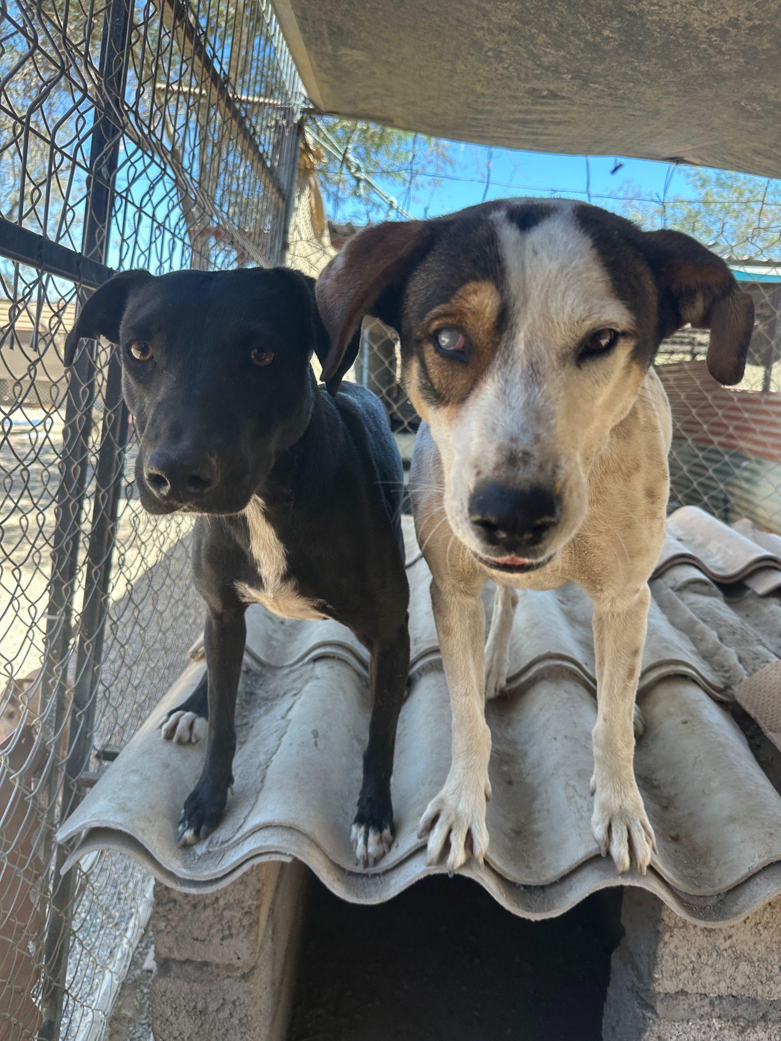 Enlarge Ronin and Yuri, a Adoptable mixed breed in Los Angeles, CA image 2/6