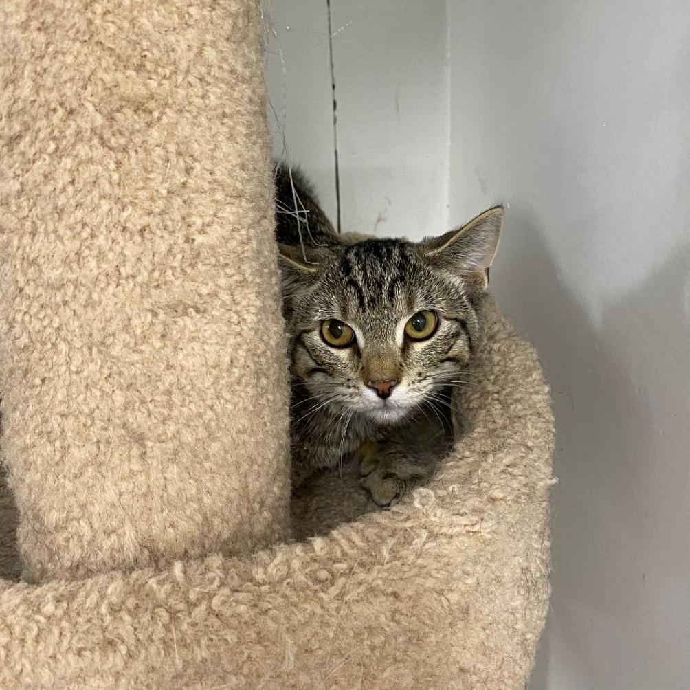 Shirley, Adoptable, Young Female Domestic Short Hair.