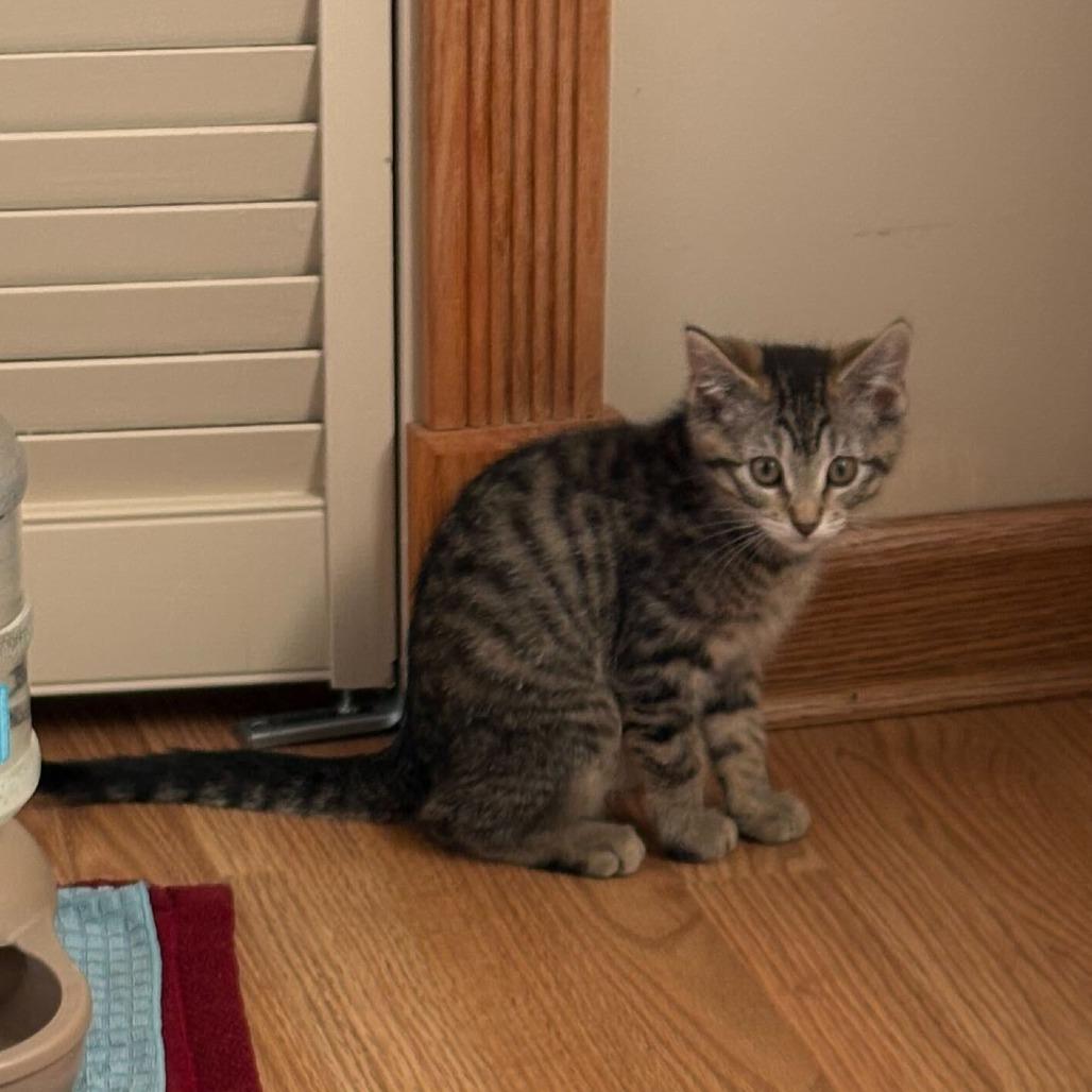 Shirley, a Adoptable Domestic Short Hair in Evansville, IN image 3/5