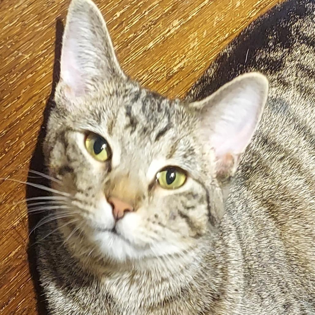 Shirley, a Adoptable Domestic Short Hair in Evansville, IN image 4/5