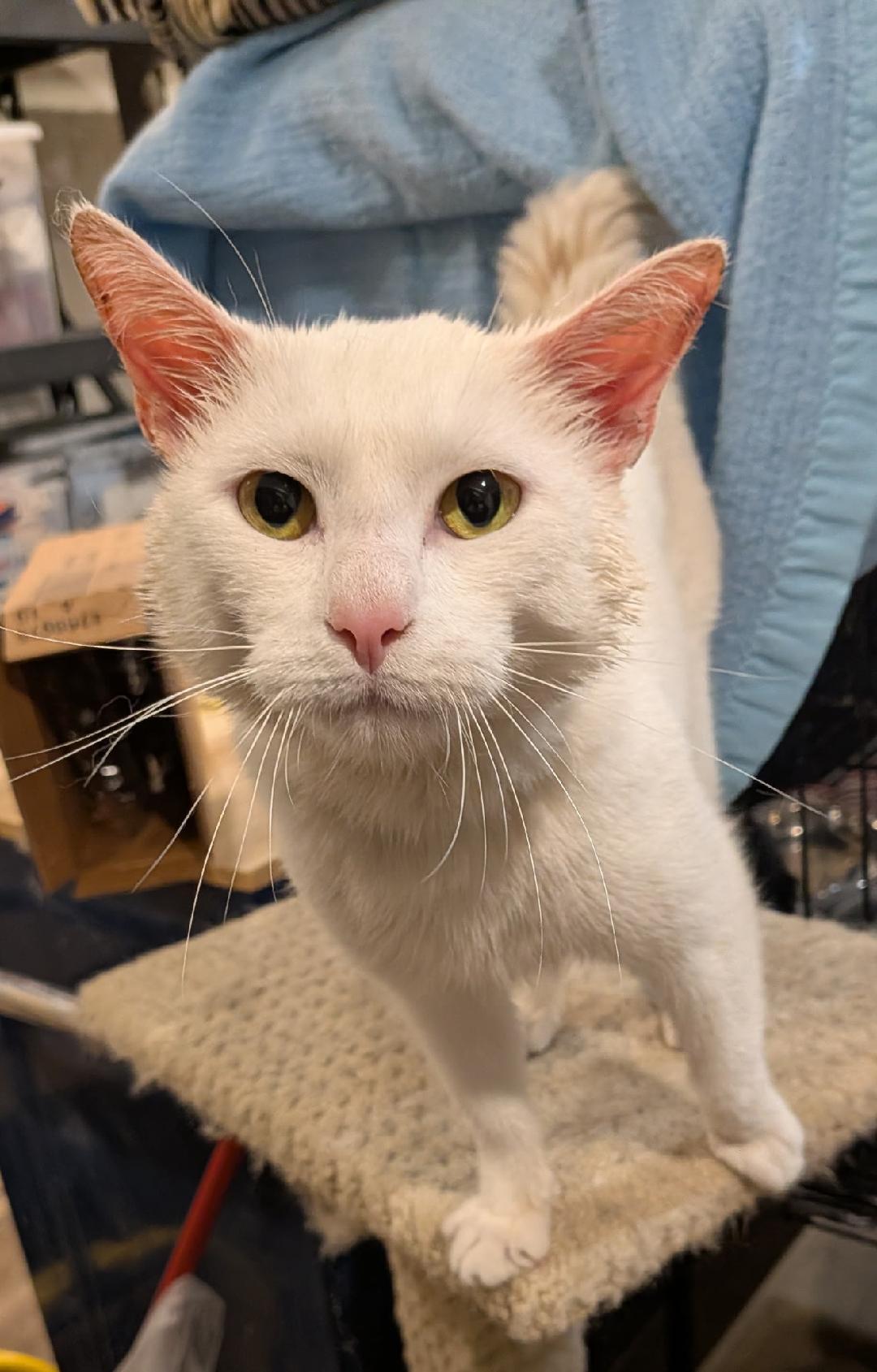 Enlarge Spartan, an adopted Domestic Short Hair in Hamilton, ON image 2/4