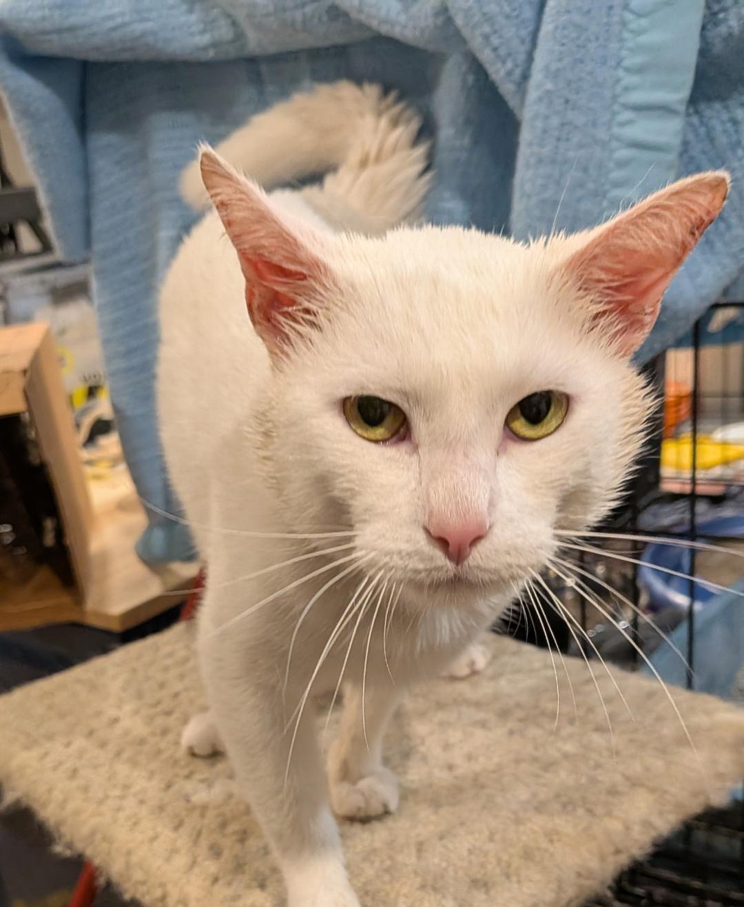 Enlarge Spartan, an adopted Domestic Short Hair in Hamilton, ON image 3/4