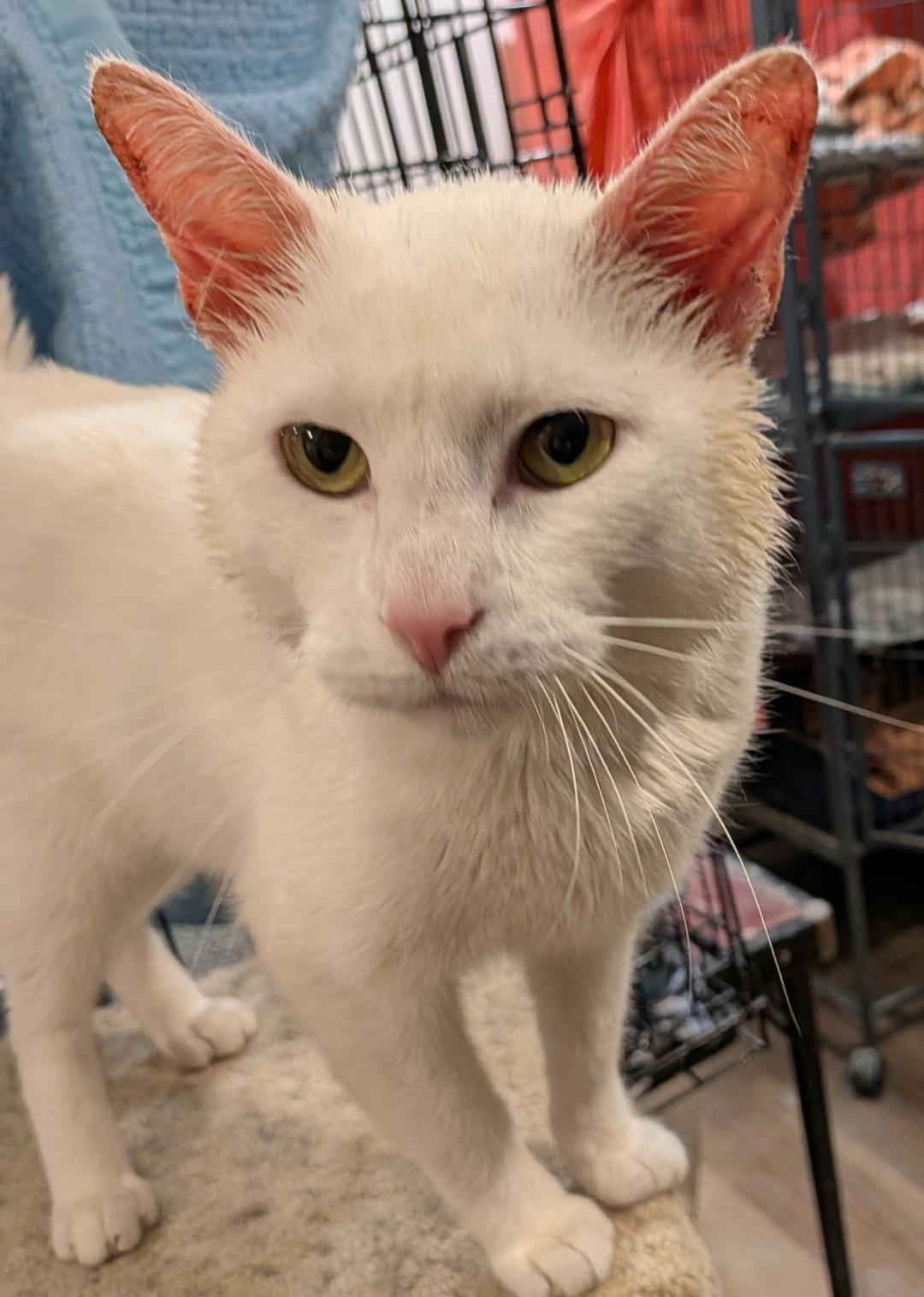 Enlarge Spartan, an adopted Domestic Short Hair in Hamilton, ON image 4/4