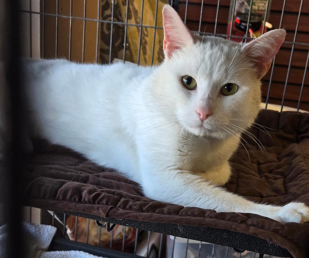 Spartan, adopted, Adult Male Domestic Short Hair.