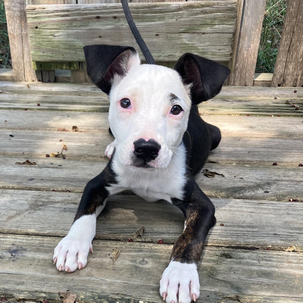 Casual Friday (Tux), Adoptable, Puppy Male Mixed Breed.
