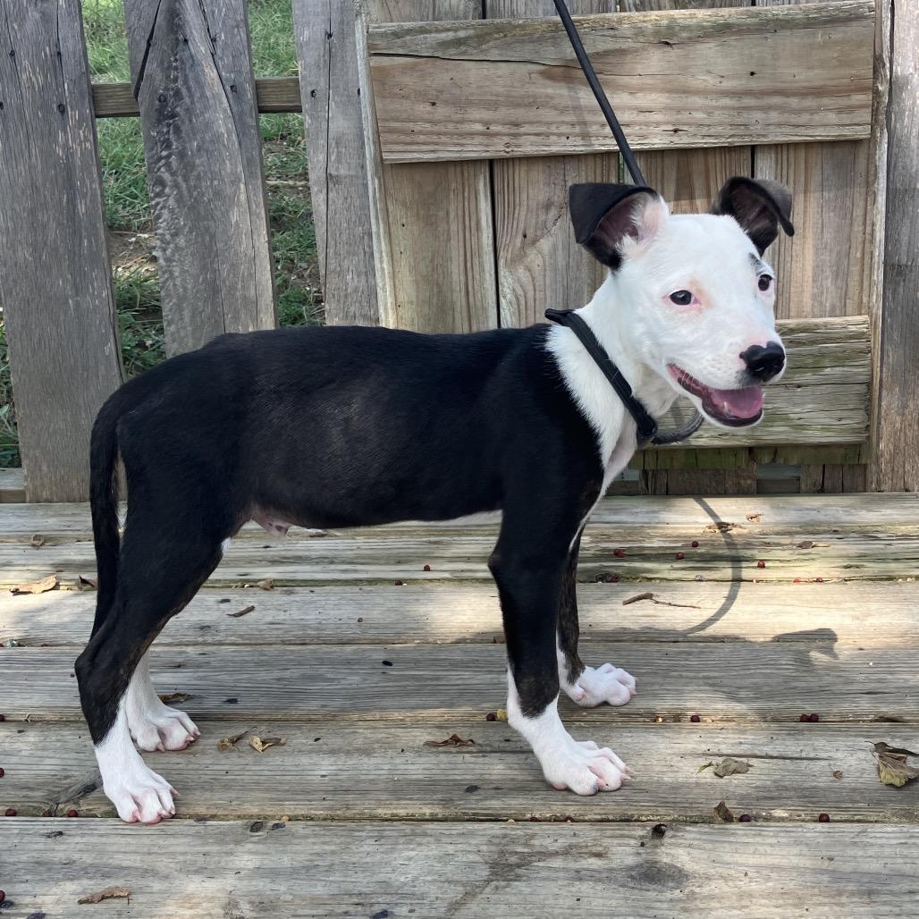 Casual Friday (Tux), a Adoptable Mixed Breed in Pulaski, TN image 2/6