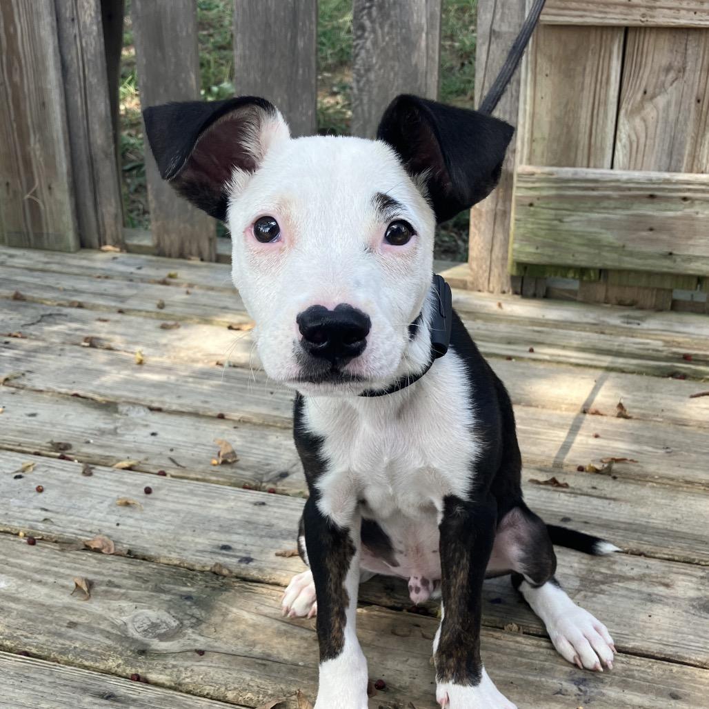 Casual Friday (Tux), a Adoptable Mixed Breed in Pulaski, TN image 3/6