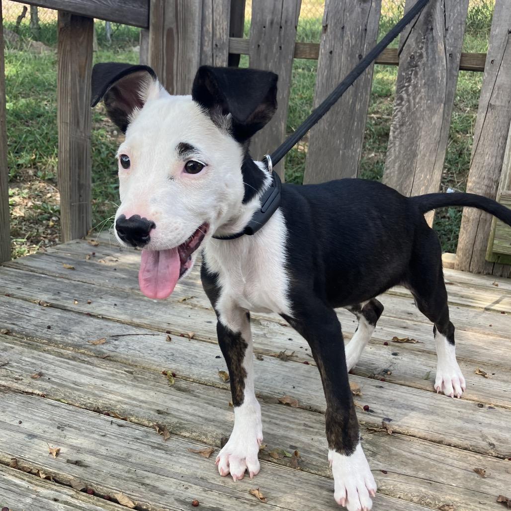 Casual Friday (Tux), a Adoptable Mixed Breed in Pulaski, TN image 5/6