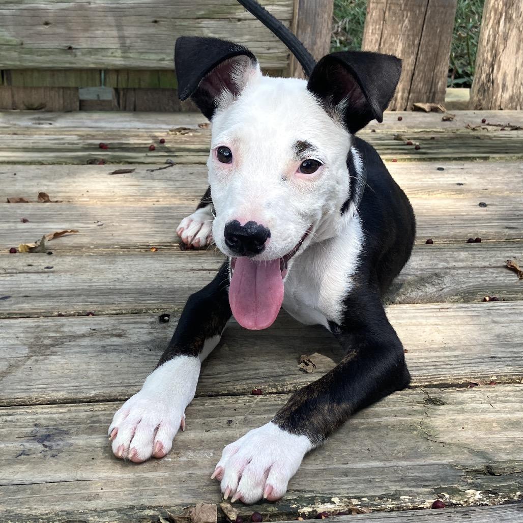 Casual Friday (Tux), a Adoptable Mixed Breed in Pulaski, TN image 6/6