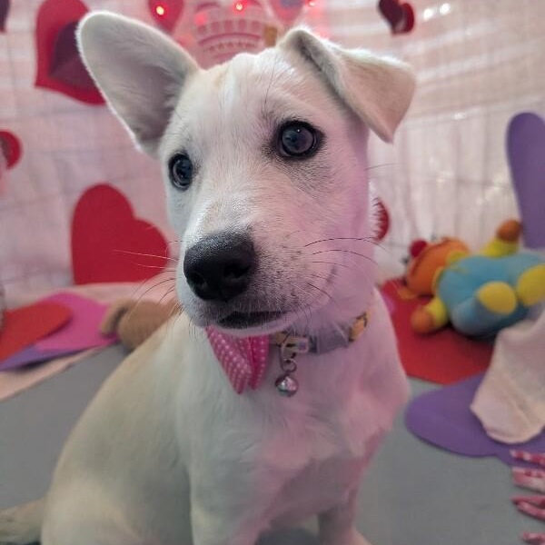 Twice K Pop — thumbnail 2