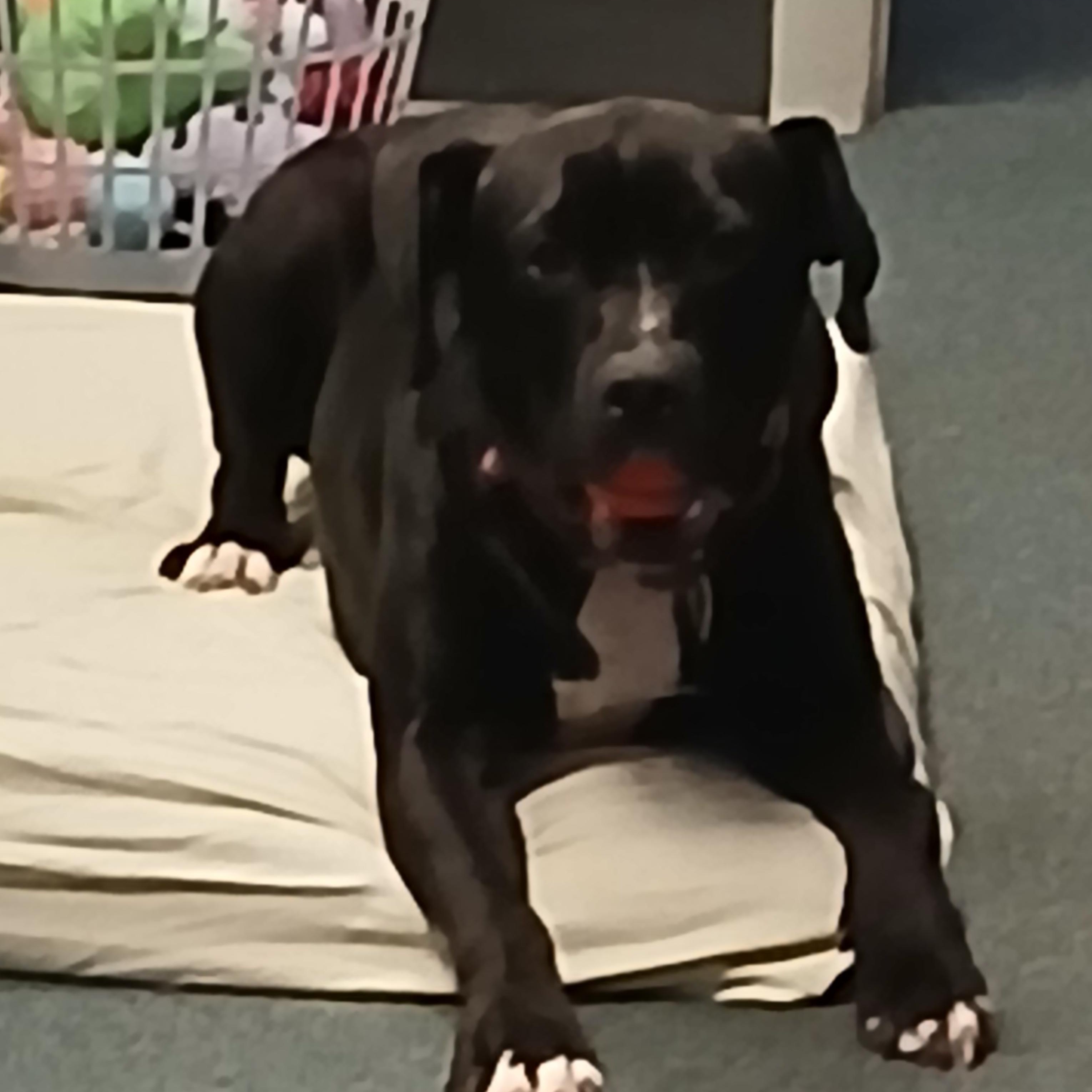 Enlarge Stella, a ADOPTABLE mixed breed in Carey, OH image 1/3