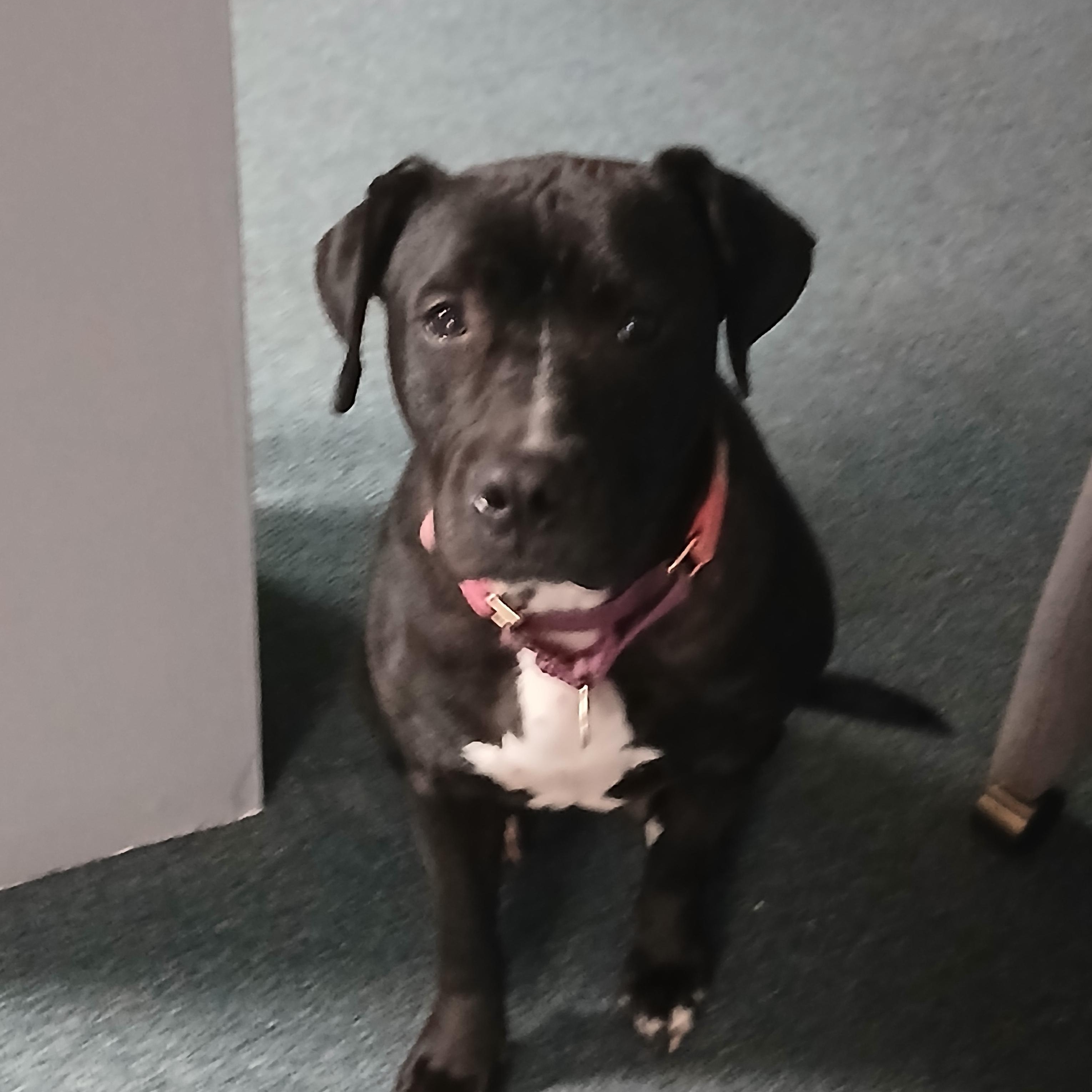 Enlarge Stella, a ADOPTABLE mixed breed in Carey, OH image 2/3
