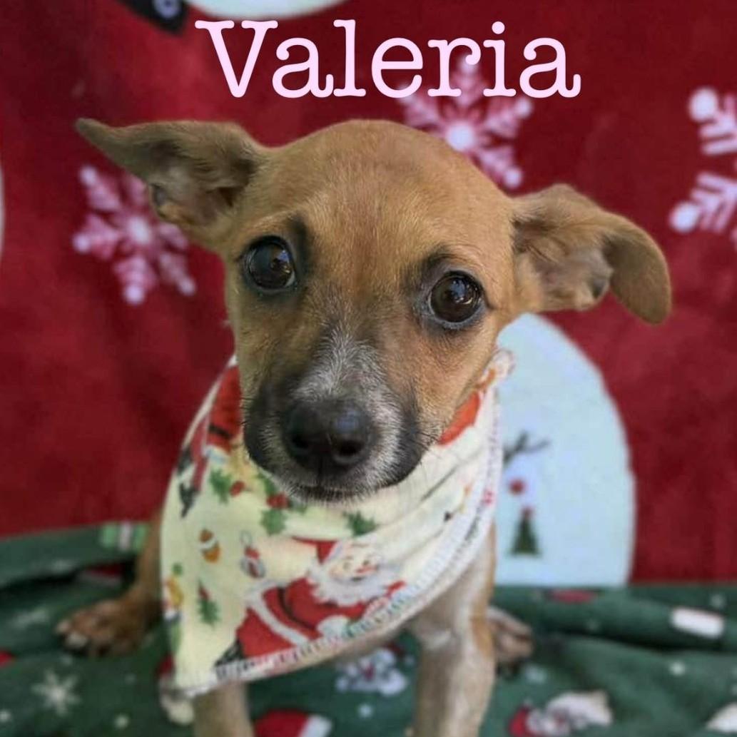 Valeria, Adoptable, Puppy Female Chihuahua.