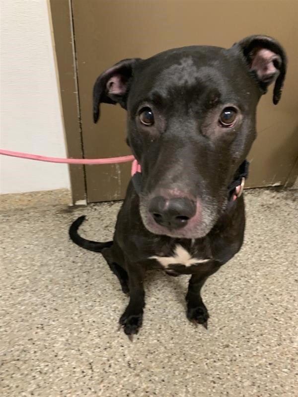 Enlarge Hp, a Adoptable mixed breed in Vancouver, WA image 1/1