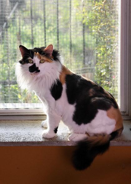 Cleo — thumbnail 2