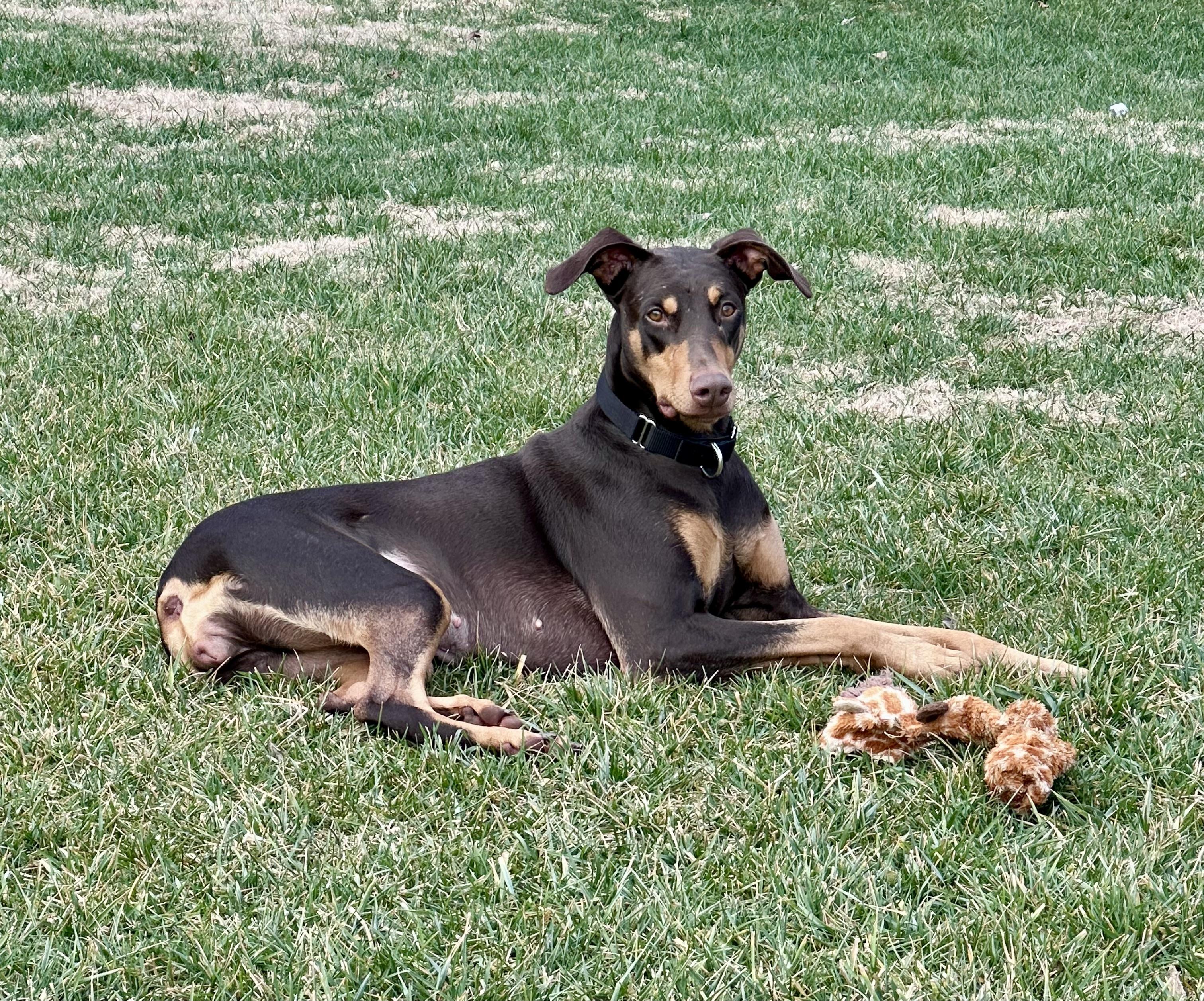 Enlarge Gypsy, a ADOPTABLE Doberman Pinscher in Louisville, KY image 5/5