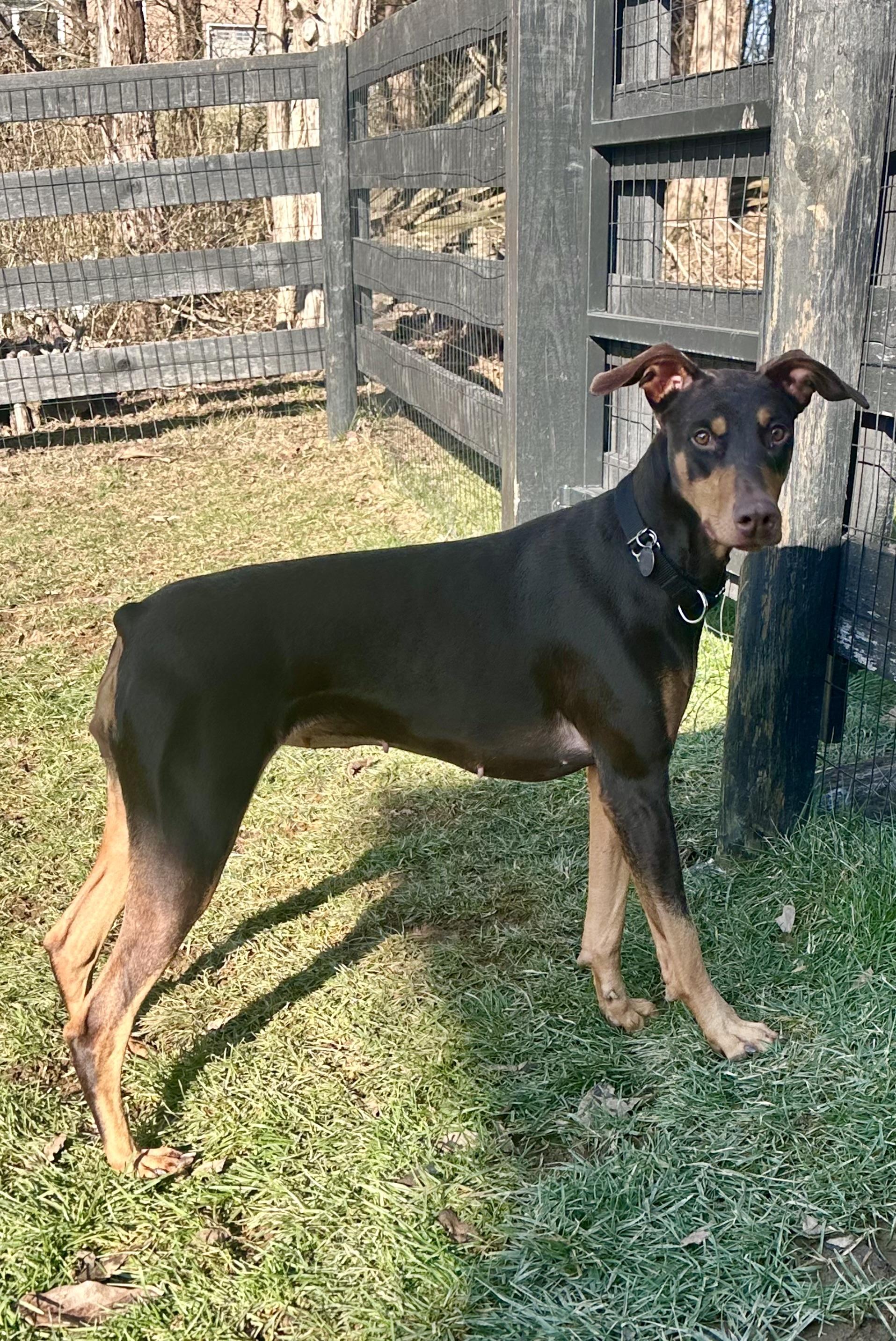 Enlarge Gypsy, a ADOPTABLE Doberman Pinscher in Louisville, KY image 3/5