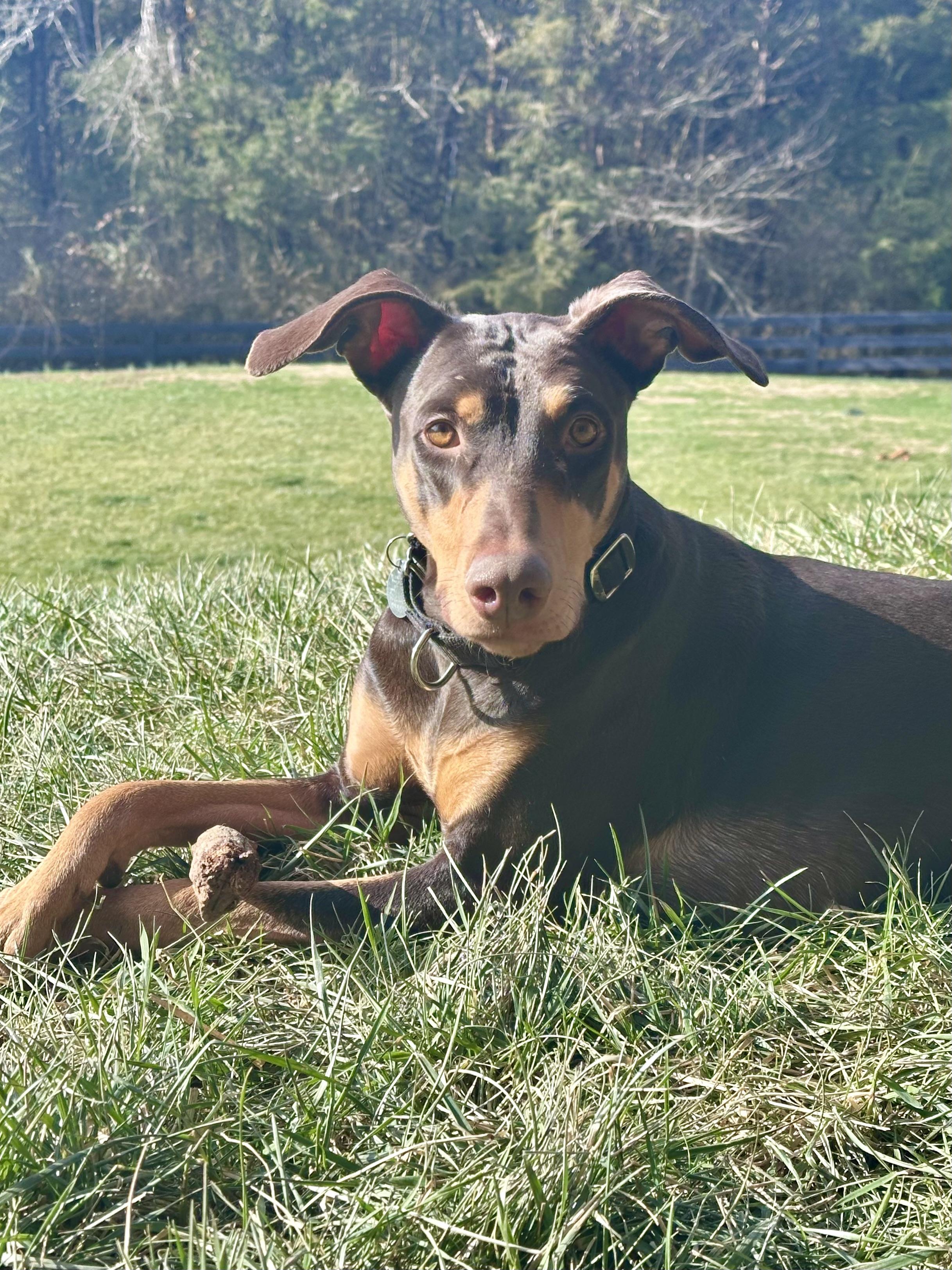 Gypsy, ADOPTABLE, Adult Female Doberman Pinscher.